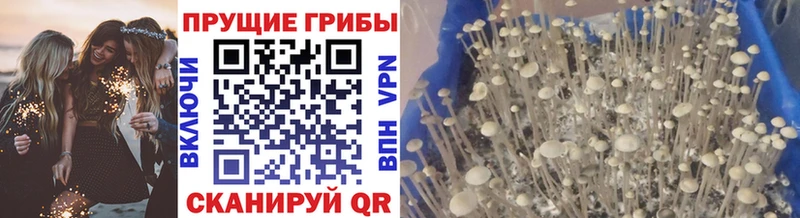 Галлюциногенные грибы Psilocybe  Купить  Пятигорск 